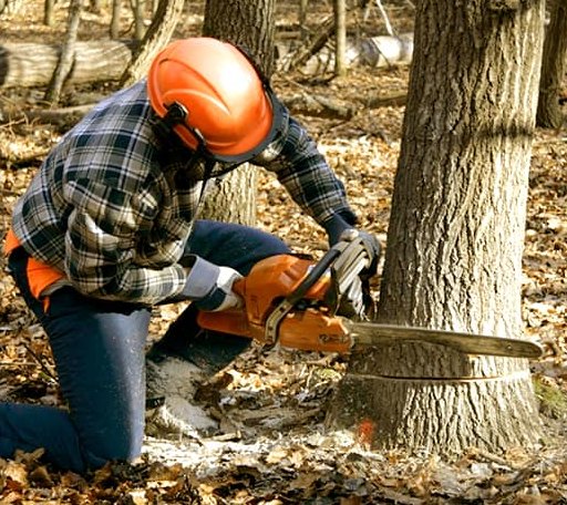 Tree Removal in Horseshoe Bend, AR